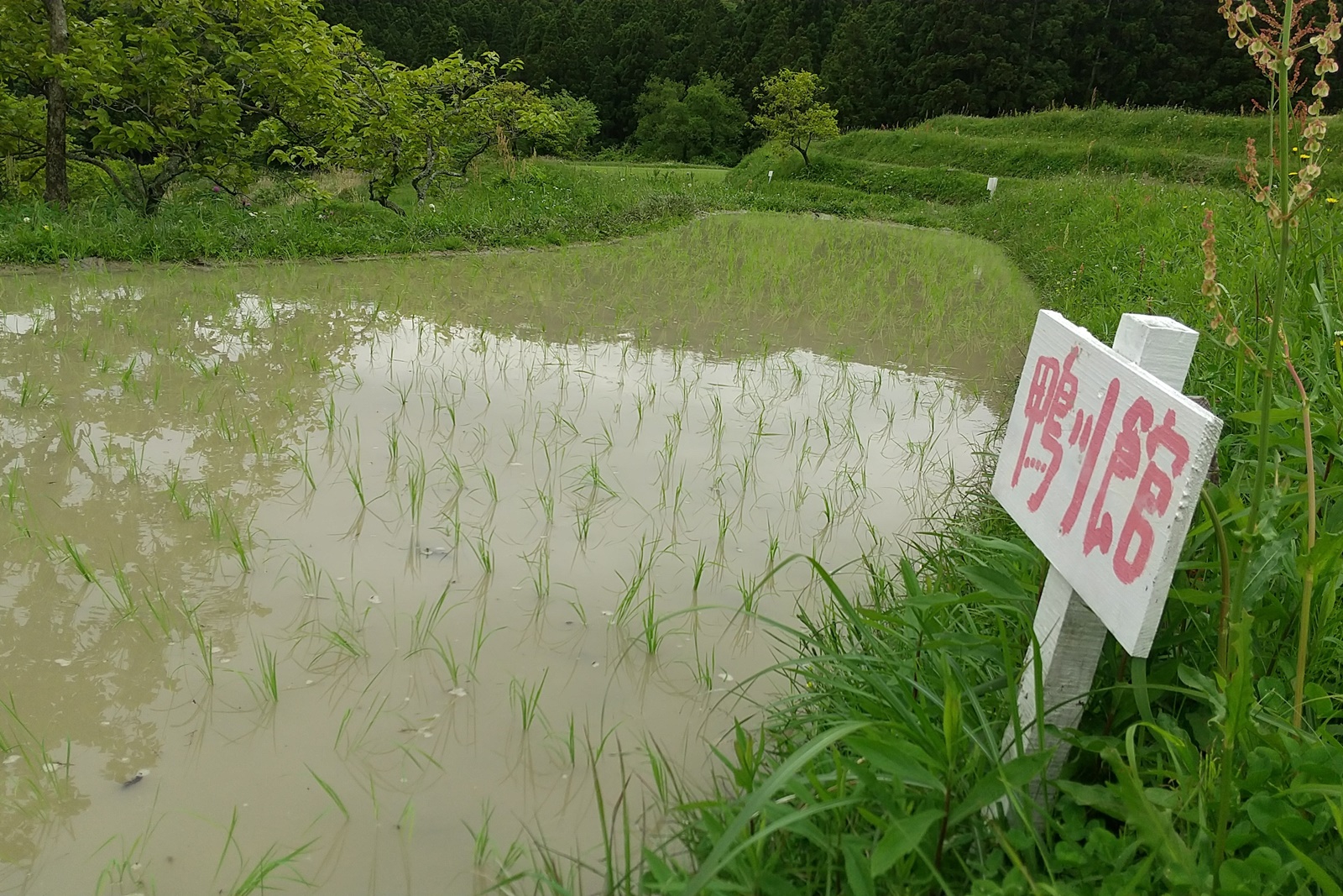 田植え完了！