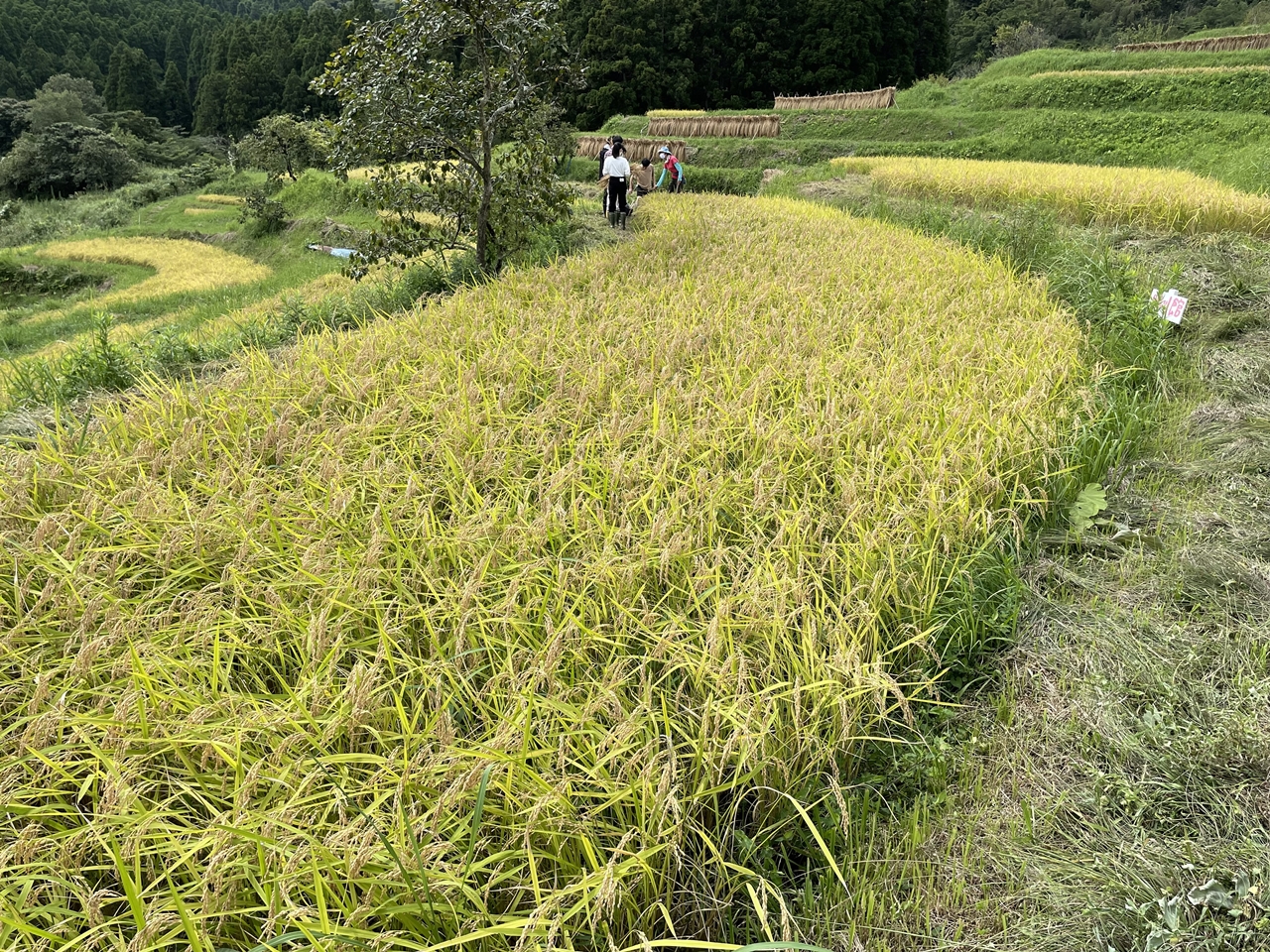 今年は豊作の様子