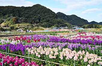 花摘み