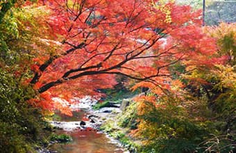 紅葉・もみじ狩り