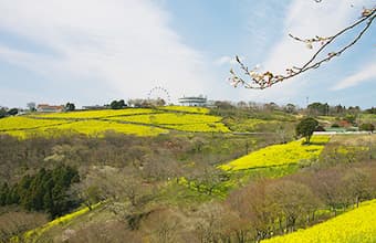 マザー牧場